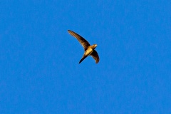 Alpine Swift [Tachymarptis melba africanus]