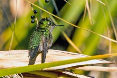Green-backed Firecrown [Sephanoides sephaniodes]