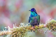 Talamanca Hummingbird [Eugenes spectabilis]