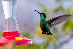 Talamanca Hummingbird [Eugenes spectabilis]