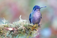 Talamanca Hummingbird [Eugenes spectabilis]