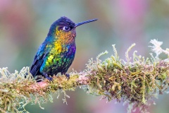 Fiery-throated Hummingbird [Panterpe insignis insignis]