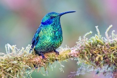 Lesser Violetear [Colibri cyanotus cabanidis]