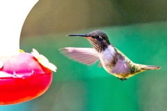 Volcano Hummingbird [Selasphorus flammula torridus]
