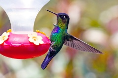 Fiery-throated Hummingbird [Panterpe insignis insignis]