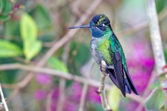 Talamanca Hummingbird [Eugenes spectabilis]