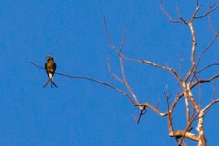 Whiskered Treeswift [Hemiprocne comata comata] 