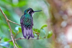 Grey-tailed Mountaingem [Lampornis cinereicauda]