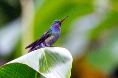 Charming Hummingbird [Polyerata decora]