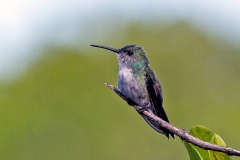 Mangrove Hummingbird [Chrysuronia boucardi]