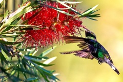 White-tailed Emerald [Microchera chionura]