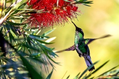 White-tailed Emerald [Microchera chionura]