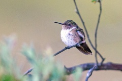 Volcano Hummingbird [Selasphorus flammula flammula]
