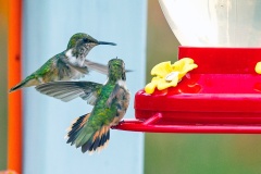 Volcano Hummingbird [Selasphorus flammula flammula]