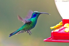 Lesser Violetear [Colibri cyanotus cabanidis]