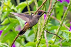 Brown Violetear [Colibri delphinae]