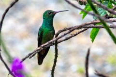 Green-breasted Mango [Anthracothorax prevostii gracilirostris]