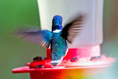 White-necked Jacobin [Florisuga mellivora mellivora]