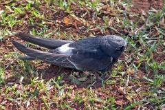 White-rumped Swift [Apus caffer] 