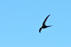 African Palm Swift [Cypsiurus parvus myochrous]