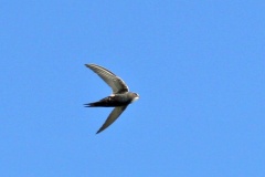 Horus Swift [Apus horus horus]