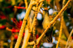 Green-backed Firecrown [Sephanoides sephaniodes]