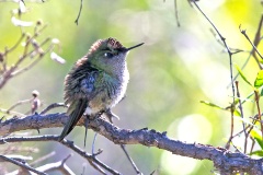 Green-backed Firecrown [Sephanoides sephaniodes]