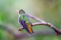 Gilded Sapphire [Hylocharis chrysura]