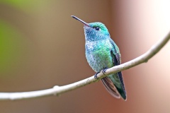 Versicolored Emerald [Chrysuronia versicolor kubtchecki]