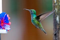 Versicolored Emerald [Chrysuronia versicolor kubtchecki]