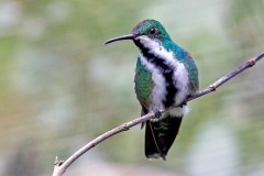 Black-throated Mango [Anthracothorax nigricollis nigricollis]