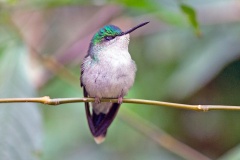 Violet-capped Woodnymph [Thalurania glaucopis]
