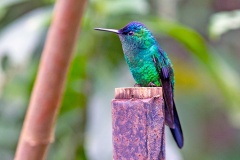 Violet-capped Woodnymph [Thalurania glaucopis]