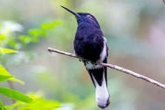 Black Jacobin [Florisuga fusca]