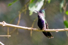 Purple-crowned Plovercrest [Stephanoxis loddigesii]