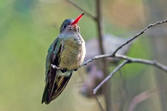 Gilded Sapphire [Hylocharis chrysura]