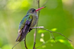 Gilded Sapphire [Hylocharis chrysura]