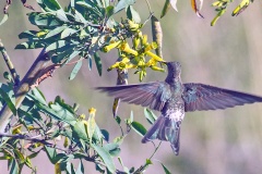 Giant Hummingbird [Patagona gigas gigas]