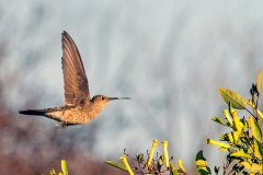 Giant Hummingbird [Patagona gigas gigas]