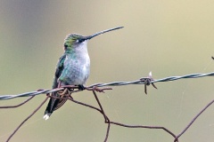 Blue-tufted Starthroat [Heliomaster furcifer]