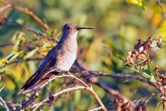 Giant Hummingbird [Patagona gigas gigas]