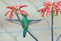Blue-tufted Starthroat [Heliomaster furcifer]