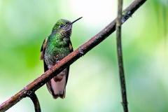 Buff-tailed Coronet [Boissonneaua flavescens flavescens]