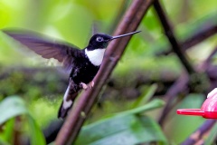 Collared Inca [Coeligena torquata torquata]