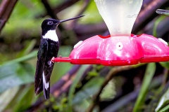 Collared Inca [Coeligena torquata torquata]