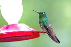 Buff-tailed Coronet [Boissonneaua flavescens flavescens]