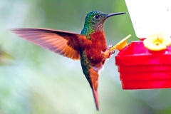 Chestnut-breasted Coronet [Boissonneaua matthewsii]