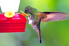 Buff-tailed Coronet [Boissonneaua flavescens flavescens]