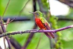 Chestnut-breasted Coronet [Boissonneaua matthewsii]