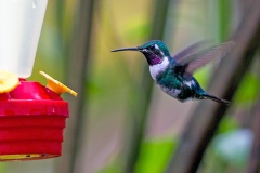 White-bellied Woodstar [Chaetocercus mulsant]